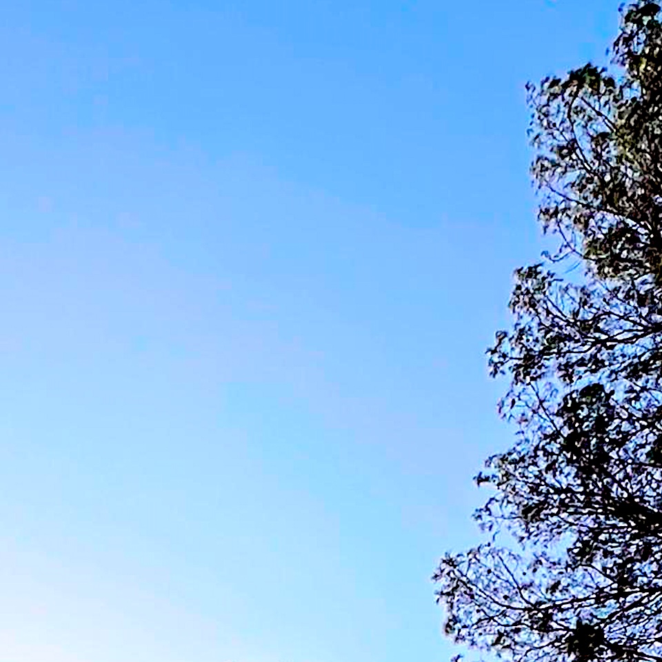 Mockingbird